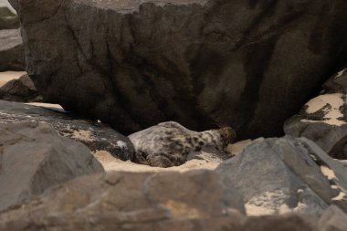Bu fotoğrafı çektiğimde, kumsalda güneşin gölgesinde dinlenen şirin bir fok balığı. Bu beyaz vücuttaki siyah noktalar onun sadece bir buzağı olduğunu gösteriyor. Bu küçük bebek sırt üstü uzanmış, göbeği açıkta ve serinlemeye çalışıyor..