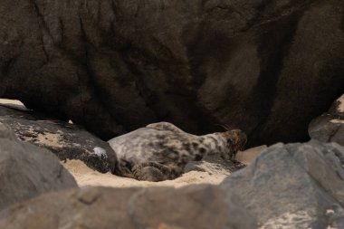 Bu fotoğrafı çektiğimde, kumsalda güneşin gölgesinde dinlenen şirin bir fok balığı. Bu beyaz vücuttaki siyah noktalar onun sadece bir buzağı olduğunu gösteriyor. Bu küçük bebek sırt üstü uzanmış, göbeği açıkta ve serinlemeye çalışıyor..
