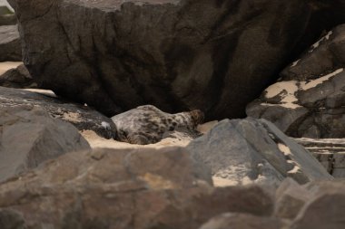 Bu fotoğrafı çektiğimde, kumsalda güneşin gölgesinde dinlenen şirin bir fok balığı. Bu beyaz vücuttaki siyah noktalar onun sadece bir buzağı olduğunu gösteriyor. Bu küçük bebek sırt üstü uzanmış, göbeği açıkta ve serinlemeye çalışıyor..