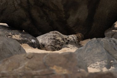 Bu fotoğrafı çektiğimde, kumsalda güneşin gölgesinde dinlenen şirin bir fok balığı. Bu beyaz vücuttaki siyah noktalar onun sadece bir buzağı olduğunu gösteriyor. Bu küçük bebek sırt üstü uzanmış, göbeği açıkta ve serinlemeye çalışıyor..