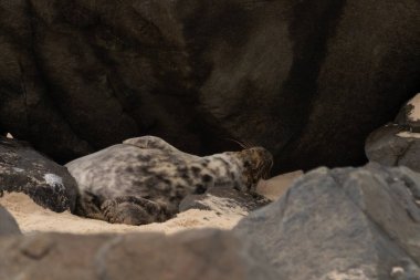 Bu fotoğrafı çektiğimde, kumsalda güneşin gölgesinde dinlenen şirin bir fok balığı. Bu beyaz vücuttaki siyah noktalar onun sadece bir buzağı olduğunu gösteriyor. Bu küçük bebek sırt üstü uzanmış, göbeği açıkta ve serinlemeye çalışıyor..