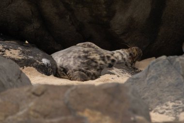 Bu fotoğrafı çektiğimde, kumsalda güneşin gölgesinde dinlenen şirin bir fok balığı. Bu beyaz vücuttaki siyah noktalar onun sadece bir buzağı olduğunu gösteriyor. Bu küçük bebek sırt üstü uzanmış, göbeği açıkta ve serinlemeye çalışıyor..