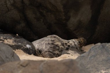 Bu fotoğrafı çektiğimde, kumsalda güneşin gölgesinde dinlenen şirin bir fok balığı. Bu beyaz vücuttaki siyah noktalar onun sadece bir buzağı olduğunu gösteriyor. Bu küçük bebek sırt üstü uzanmış, göbeği açıkta ve serinlemeye çalışıyor..