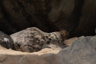 Bu fotoğrafı çektiğimde, kumsalda güneşin gölgesinde dinlenen şirin bir fok balığı. Bu beyaz vücuttaki siyah noktalar onun sadece bir buzağı olduğunu gösteriyor. Bu küçük bebek sırt üstü uzanmış, göbeği açıkta ve serinlemeye çalışıyor..