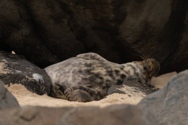Bu fotoğrafı çektiğimde, kumsalda güneşin gölgesinde dinlenen şirin bir fok balığı. Bu beyaz vücuttaki siyah noktalar onun sadece bir buzağı olduğunu gösteriyor. Bu küçük bebek sırt üstü uzanmış, göbeği açıkta ve serinlemeye çalışıyor..