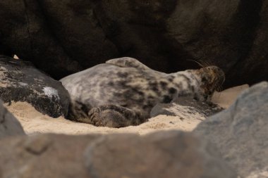 Bu fotoğrafı çektiğimde, kumsalda güneşin gölgesinde dinlenen şirin bir fok balığı. Bu beyaz vücuttaki siyah noktalar onun sadece bir buzağı olduğunu gösteriyor. Bu küçük bebek sırt üstü uzanmış, göbeği açıkta ve serinlemeye çalışıyor..