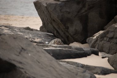 Bu fotoğrafı çektiğimde kumsalın gölgesinde dinlenen şirin bir fok balığı. Bu beyaz vücuttaki siyah noktalar onun sadece bir buzağı olduğunu gösteriyor. Bu küçük bebeğin büyük siyah gözleri ve bıyıkları var..