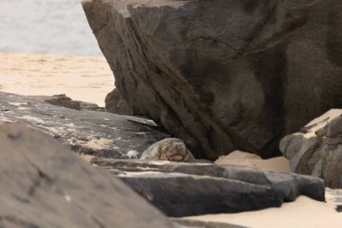 Bu fotoğrafı çektiğimde kumsalın gölgesinde dinlenen şirin bir fok balığı. Bu beyaz vücuttaki siyah noktalar onun sadece bir buzağı olduğunu gösteriyor. Bu küçük bebeğin büyük siyah gözleri ve bıyıkları var..