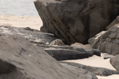 Bu fotoğrafı çektiğimde kumsalın gölgesinde dinlenen şirin bir fok balığı. Bu beyaz vücuttaki siyah noktalar onun sadece bir buzağı olduğunu gösteriyor. Bu küçük bebeğin büyük siyah gözleri ve bıyıkları var..