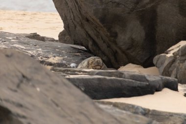 Bu fotoğrafı çektiğimde kumsalın gölgesinde dinlenen şirin bir fok balığı. Bu beyaz vücuttaki siyah noktalar onun sadece bir buzağı olduğunu gösteriyor. Bu küçük bebeğin büyük siyah gözleri ve bıyıkları var..