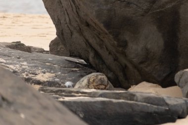 Bu fotoğrafı çektiğimde kumsalın gölgesinde dinlenen şirin bir fok balığı. Bu beyaz vücuttaki siyah noktalar onun sadece bir buzağı olduğunu gösteriyor. Bu küçük bebeğin büyük siyah gözleri ve bıyıkları var..