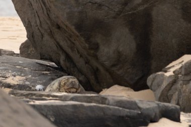 Bu fotoğrafı çektiğimde kumsalın gölgesinde dinlenen şirin bir fok balığı. Bu beyaz vücuttaki siyah noktalar onun sadece bir buzağı olduğunu gösteriyor. Bu küçük bebeğin büyük siyah gözleri ve bıyıkları var..