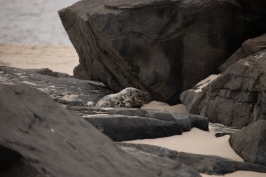 Bu fotoğrafı çektiğimde kumsalın gölgesinde dinlenen şirin bir fok balığı. Bu beyaz vücuttaki siyah noktalar onun sadece bir buzağı olduğunu gösteriyor. Bu küçük bebeğin büyük siyah gözleri ve bıyıkları var..
