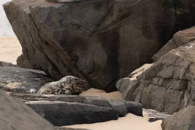 Bu fotoğrafı çektiğimde kumsalın gölgesinde dinlenen şirin bir fok balığı. Bu beyaz vücuttaki siyah noktalar onun sadece bir buzağı olduğunu gösteriyor. Bu küçük bebeğin büyük siyah gözleri ve bıyıkları var..