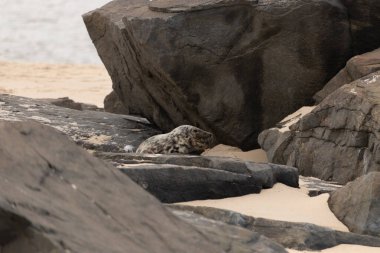Bu fotoğrafı çektiğimde kumsalın gölgesinde dinlenen şirin bir fok balığı. Bu beyaz vücuttaki siyah noktalar onun sadece bir buzağı olduğunu gösteriyor. Bu küçük bebeğin büyük siyah gözleri ve bıyıkları var..