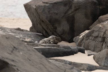 Bu fotoğrafı çektiğimde kumsalın gölgesinde dinlenen şirin bir fok balığı. Bu beyaz vücuttaki siyah noktalar onun sadece bir buzağı olduğunu gösteriyor. Bu küçük bebeğin büyük siyah gözleri ve bıyıkları var..