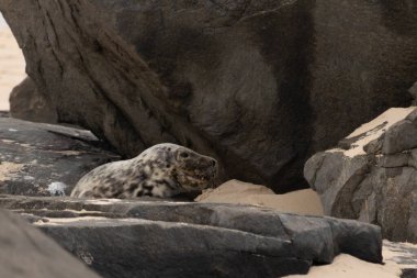 Bu fotoğrafı çektiğimde kumsalın gölgesinde dinlenen şirin bir fok balığı. Bu beyaz vücuttaki siyah noktalar onun sadece bir buzağı olduğunu gösteriyor. Bu küçük bebeğin büyük siyah gözleri ve bıyıkları var..