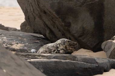 Bu fotoğrafı çektiğimde kumsalın gölgesinde dinlenen şirin bir fok balığı. Bu beyaz vücuttaki siyah noktalar onun sadece bir buzağı olduğunu gösteriyor. Bu küçük bebeğin büyük siyah gözleri ve bıyıkları var..