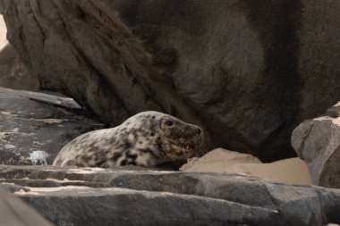 Bu fotoğrafı çektiğimde kumsalın gölgesinde dinlenen şirin bir fok balığı. Bu beyaz vücuttaki siyah noktalar onun sadece bir buzağı olduğunu gösteriyor. Bu küçük bebeğin büyük siyah gözleri ve bıyıkları var..