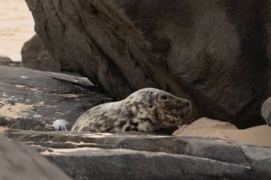 Bu fotoğrafı çektiğimde kumsalın gölgesinde dinlenen şirin bir fok balığı. Bu beyaz vücuttaki siyah noktalar onun sadece bir buzağı olduğunu gösteriyor. Bu küçük bebeğin büyük siyah gözleri ve bıyıkları var..