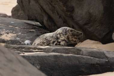 Bu fotoğrafı çektiğimde kumsalın gölgesinde dinlenen şirin bir fok balığı. Bu beyaz vücuttaki siyah noktalar onun sadece bir buzağı olduğunu gösteriyor. Bu küçük bebeğin büyük siyah gözleri ve bıyıkları var..