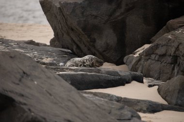 Bu fotoğrafı çektiğimde kumsalın gölgesinde dinlenen şirin bir fok balığı. Bu beyaz vücuttaki siyah noktalar onun sadece bir buzağı olduğunu gösteriyor. Bu küçük bebeğin büyük siyah gözleri ve bıyıkları var..