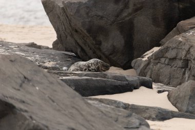 Bu fotoğrafı çektiğimde kumsalın gölgesinde dinlenen şirin bir fok balığı. Bu beyaz vücuttaki siyah noktalar onun sadece bir buzağı olduğunu gösteriyor. Bu küçük bebeğin büyük siyah gözleri ve bıyıkları var..
