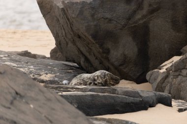 Bu fotoğrafı çektiğimde kumsalın gölgesinde dinlenen şirin bir fok balığı. Bu beyaz vücuttaki siyah noktalar onun sadece bir buzağı olduğunu gösteriyor. Bu küçük bebeğin büyük siyah gözleri ve bıyıkları var..