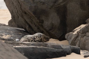 Bu fotoğrafı çektiğimde kumsalın gölgesinde dinlenen şirin bir fok balığı. Bu beyaz vücuttaki siyah noktalar onun sadece bir buzağı olduğunu gösteriyor. Bu küçük bebeğin büyük siyah gözleri ve bıyıkları var..
