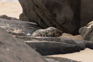 Bu fotoğrafı çektiğimde kumsalın gölgesinde dinlenen şirin bir fok balığı. Bu beyaz vücuttaki siyah noktalar onun sadece bir buzağı olduğunu gösteriyor. Bu küçük bebeğin büyük siyah gözleri ve bıyıkları var..
