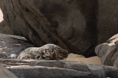 Bu fotoğrafı çektiğimde kumsalın gölgesinde dinlenen şirin bir fok balığı. Bu beyaz vücuttaki siyah noktalar onun sadece bir buzağı olduğunu gösteriyor. Bu küçük bebeğin büyük siyah gözleri ve bıyıkları var..