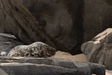 Bu fotoğrafı çektiğimde kumsalın gölgesinde dinlenen şirin bir fok balığı. Bu beyaz vücuttaki siyah noktalar onun sadece bir buzağı olduğunu gösteriyor. Bu küçük bebeğin büyük siyah gözleri ve bıyıkları var..