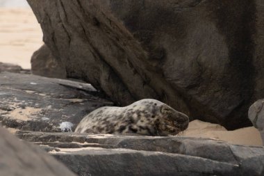 Bu fotoğrafı çektiğimde kumsalın gölgesinde dinlenen şirin bir fok balığı. Bu beyaz vücuttaki siyah noktalar onun sadece bir buzağı olduğunu gösteriyor. Bu küçük bebeğin büyük siyah gözleri ve bıyıkları var..