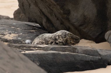 Bu fotoğrafı çektiğimde kumsalın gölgesinde dinlenen şirin bir fok balığı. Bu beyaz vücuttaki siyah noktalar onun sadece bir buzağı olduğunu gösteriyor. Bu küçük bebeğin büyük siyah gözleri ve bıyıkları var..