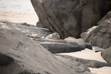 Bu fotoğrafı çektiğimde kumsalın gölgesinde dinlenen şirin bir fok balığı. Bu beyaz vücuttaki siyah noktalar onun sadece bir buzağı olduğunu gösteriyor. Bu küçük bebeğin büyük siyah gözleri ve bıyıkları var..