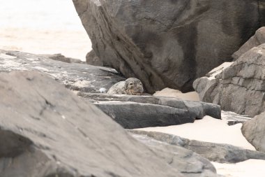 Bu fotoğrafı çektiğimde kumsalın gölgesinde dinlenen şirin bir fok balığı. Bu beyaz vücuttaki siyah noktalar onun sadece bir buzağı olduğunu gösteriyor. Bu küçük bebeğin büyük siyah gözleri ve bıyıkları var..
