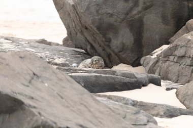 Bu fotoğrafı çektiğimde kumsalın gölgesinde dinlenen şirin bir fok balığı. Bu beyaz vücuttaki siyah noktalar onun sadece bir buzağı olduğunu gösteriyor. Bu küçük bebeğin büyük siyah gözleri ve bıyıkları var..