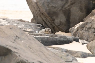 Bu fotoğrafı çektiğimde kumsalın gölgesinde dinlenen şirin bir fok balığı. Bu beyaz vücuttaki siyah noktalar onun sadece bir buzağı olduğunu gösteriyor. Bu küçük bebeğin büyük siyah gözleri ve bıyıkları var..