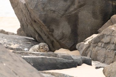Bu fotoğrafı çektiğimde kumsalın gölgesinde dinlenen şirin bir fok balığı. Bu beyaz vücuttaki siyah noktalar onun sadece bir buzağı olduğunu gösteriyor. Bu küçük bebeğin büyük siyah gözleri ve bıyıkları var..