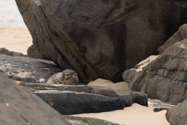 Bu fotoğrafı çektiğimde kumsalın gölgesinde dinlenen şirin bir fok balığı. Bu beyaz vücuttaki siyah noktalar onun sadece bir buzağı olduğunu gösteriyor. Bu küçük bebeğin büyük siyah gözleri ve bıyıkları var..