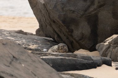 Bu fotoğrafı çektiğimde kumsalın gölgesinde dinlenen şirin bir fok balığı. Bu beyaz vücuttaki siyah noktalar onun sadece bir buzağı olduğunu gösteriyor. Bu küçük bebeğin büyük siyah gözleri ve bıyıkları var..
