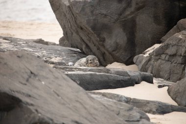 Bu fotoğrafı çektiğimde kumsalın gölgesinde dinlenen şirin bir fok balığı. Bu beyaz vücuttaki siyah noktalar onun sadece bir buzağı olduğunu gösteriyor. Bu küçük bebeğin büyük siyah gözleri ve bıyıkları var..
