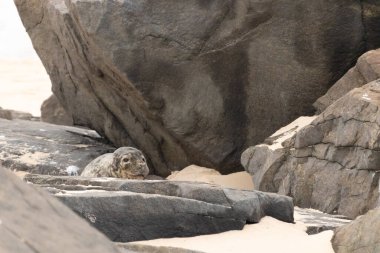 Bu fotoğrafı çektiğimde kumsalın gölgesinde dinlenen şirin bir fok balığı. Bu beyaz vücuttaki siyah noktalar onun sadece bir buzağı olduğunu gösteriyor. Bu küçük bebeğin büyük siyah gözleri ve bıyıkları var..