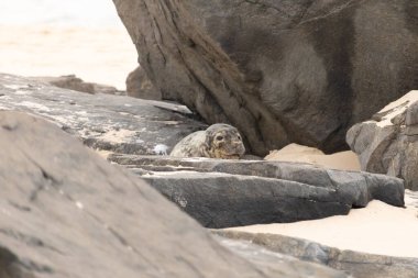 Bu fotoğrafı çektiğimde kumsalın gölgesinde dinlenen şirin bir fok balığı. Bu beyaz vücuttaki siyah noktalar onun sadece bir buzağı olduğunu gösteriyor. Bu küçük bebeğin büyük siyah gözleri ve bıyıkları var..