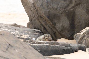 Bu fotoğrafı çektiğimde kumsalın gölgesinde dinlenen şirin bir fok balığı. Bu beyaz vücuttaki siyah noktalar onun sadece bir buzağı olduğunu gösteriyor. Bu küçük bebeğin büyük siyah gözleri ve bıyıkları var..