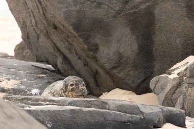 Bu fotoğrafı çektiğimde kumsalın gölgesinde dinlenen şirin bir fok balığı. Bu beyaz vücuttaki siyah noktalar onun sadece bir buzağı olduğunu gösteriyor. Bu küçük bebeğin büyük siyah gözleri ve bıyıkları var..