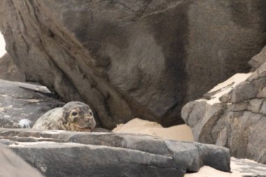 Bu fotoğrafı çektiğimde kumsalın gölgesinde dinlenen şirin bir fok balığı. Bu beyaz vücuttaki siyah noktalar onun sadece bir buzağı olduğunu gösteriyor. Bu küçük bebeğin büyük siyah gözleri ve bıyıkları var..