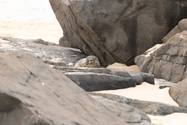 Bu fotoğrafı çektiğimde kumsalın gölgesinde dinlenen şirin bir fok balığı. Bu beyaz vücuttaki siyah noktalar onun sadece bir buzağı olduğunu gösteriyor. Bu küçük bebeğin büyük siyah gözleri ve bıyıkları var..