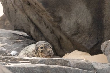 Bu fotoğrafı çektiğimde kumsalın gölgesinde dinlenen şirin bir fok balığı. Bu beyaz vücuttaki siyah noktalar onun sadece bir buzağı olduğunu gösteriyor. Bu küçük bebeğin büyük siyah gözleri ve bıyıkları var..