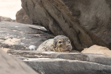 Bu fotoğrafı çektiğimde kumsalın gölgesinde dinlenen şirin bir fok balığı. Bu beyaz vücuttaki siyah noktalar onun sadece bir buzağı olduğunu gösteriyor. Bu küçük bebeğin büyük siyah gözleri ve bıyıkları var..